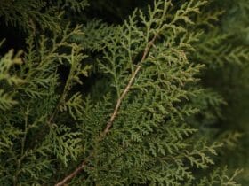 Copaci veșnic verzi: Cum să aduci frumusețe și verdeață grădinii tale tot timpul anului 🌲 21 localinfo.ro copaci vesnic verzi cum sa aduci frumusete si verdeata gradinii tale tot timpul anului