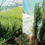 localinfo.ro lemn cainesc ligustrum ovalifolium gardul viu ideal pentru gradina ta