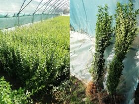 Lemn Câinesc (Ligustrum Ovalifolium) – Gardul Viu Ideal pentru Grădina Ta 🌳✨ 45 localinfo.ro lemn cainesc ligustrum ovalifolium gardul viu ideal pentru gradina ta