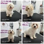 localinfo.ro coafor caini ploiesti rasfat si ingrijire profesionala pentru prietenul tau blanos