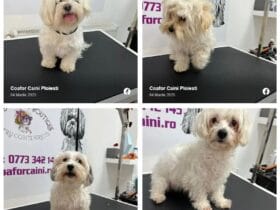 Coafor Câini Ploiești: Răsfăț și Îngrijire Profesională pentru Prietenul Tău Blănos 🐶✨ 51 localinfo.ro coafor caini ploiesti rasfat si ingrijire profesionala pentru prietenul tau blanos