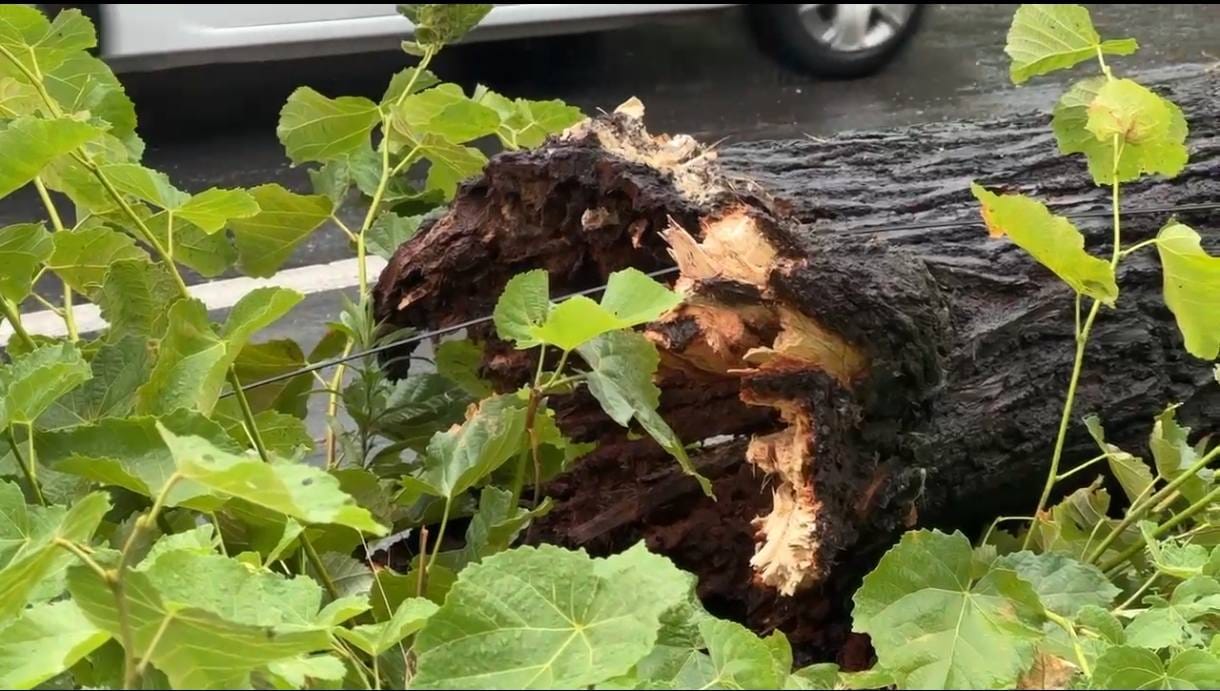 Cod Roșu la Timișoara: Un copac uriaș a strivit un Audi | FOTO 26 localinfo.ro cod rosu la timisoara un copac urias a strivit un audi foto 1