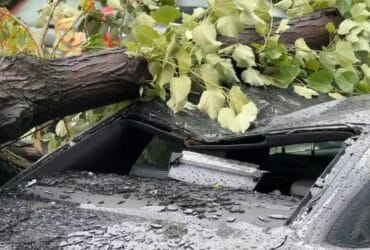 localinfo.ro cod rosu la timisoara un copac urias a strivit un audi foto