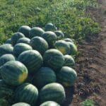 localinfo.ro mai mult decat apa si zahar 7 beneficii surprinzatoare ale pepenelui rosu